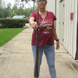 37" Gemsbok Horn <font color=red>(NO POST OFFICE (USPS) SHIPPING!!) </font>
