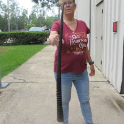 37" Gemsbok Horn <font color=red>(NO POST OFFICE (USPS) SHIPPING!!) </font>