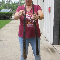 Two piece 30" & 31" B-Grade African Gemsbok Oryx Horns  <font color=red>(NO POST OFFICE (USPS) SHIPPING!!) </font>