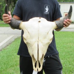 North American Bison Skull with 25" Horn Spread <font color=red> (NO POST OFFICE (USPS) SHIPPING!!!)</font>
