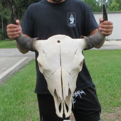 North American Bison Skull with 22" Horn Spread <font color=red> (NO POST OFFICE (USPS) SHIPPING!!!)</font>