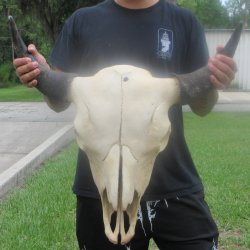 North American Bison Skull with 25" Horn Spread <font color=red> (NO POST OFFICE (USPS) SHIPPING!!!)</font>