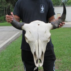 North American Bison Skull with 24" Horn Spread <font color=red> (NO POST OFFICE (USPS) SHIPPING!!!)</font>