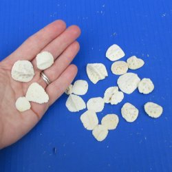 Twenty piece 3/4" to 1" Alligator Osteoderm Bones 