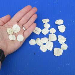 Twenty piece 3/4" to 1" Alligator Osteoderm Bones 