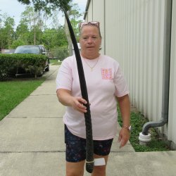 38" Polished Gemsbok Horn <font color=red>(NO POST OFFICE (USPS) SHIPPING!!) </font>