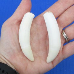 Two piece Alligator Teeth 3" to 3-1/4" 