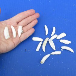 Fifteen piece Alligator Teeth 1-1/2" and under