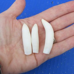 Three piece Alligator Teeth 2" to 2-1/4" 