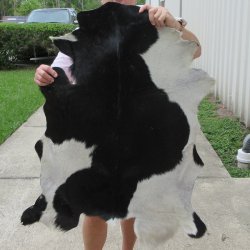 36" x 29" Goat Hide 