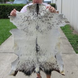 36" x 29" Goat Hide 
