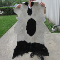 41" x 28" Goat Hide 