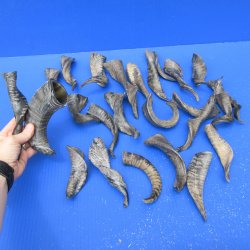 Twenty Five Indian Goat Horns, 4" to 6" 