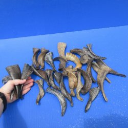 Twenty Five Indian Goat Horns, 4" to 6" 