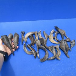 Twenty Five Indian Goat Horns, 4" to 6" 