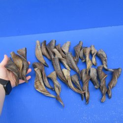 Twenty Five Indian Goat Horns, 4" to 6" 