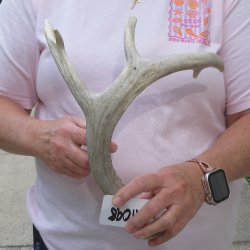  Whitetail Deer Antler 20 inches
