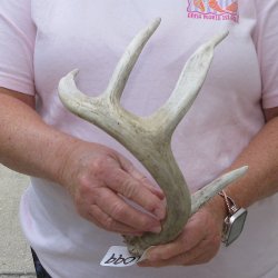  Whitetail Deer Antler 18 inches
