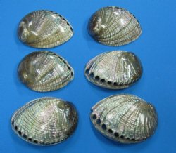 Polished Green Abalone Shells, 5" to 5-1/2" - 2 @ $14.00 each; 10 pc @ $12.60 each  
