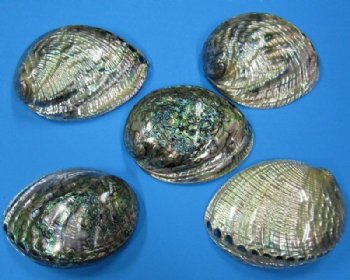 Wholesale Polished Green Abalone Shells 5-1/2"-6-1/4" - 2 @ $16.50 each; 10 pc @ $14.75 each