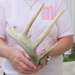  Whitetail Deer Antler 18 inches