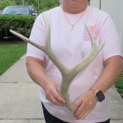 Mule Deer Antler 18 inches