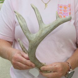  Whitetail Deer Antler 18 inches