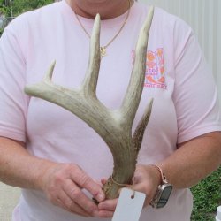  Whitetail Deer Antler 19 inches