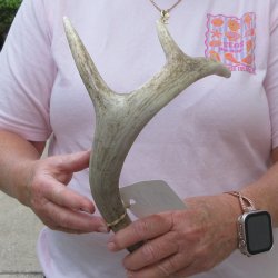  Whitetail Deer Antler 17 inches