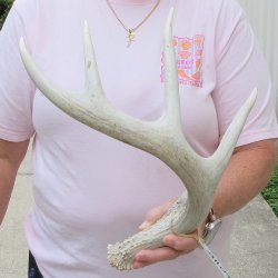  Whitetail Deer Antler 20 inches