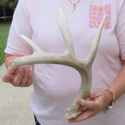  Whitetail Deer Antler 22 inches