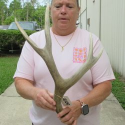 Mule Deer Antler 20 inches