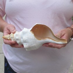 10 inch Horse Conch 