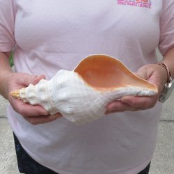 10 inch Horse Conch 