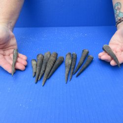 Eleven piece 3" to 5" Grey Duiker Horns