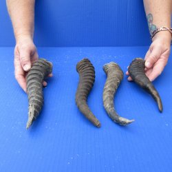 Four piece B-Grade African Male Springbok Horns 8" to 11"