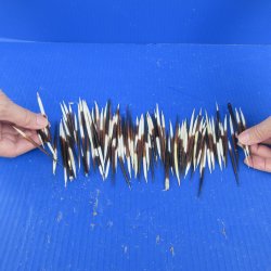 One Hundred B-Grade Small African Porcupine Quills 3" to 5" 