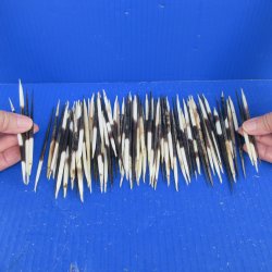 One Hundred B-Grade Small African Porcupine Quills 3" to 5" 