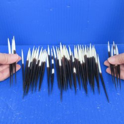 Fifty Thick African Porcupine Quills 5" to 6"