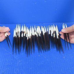 Fifty Thick African Porcupine Quills 5" to 6"