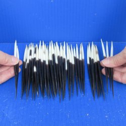 Fifty Thick African Porcupine Quills 5" to 6"
