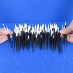 Fifty Thick African Porcupine Quills 5" to 6"