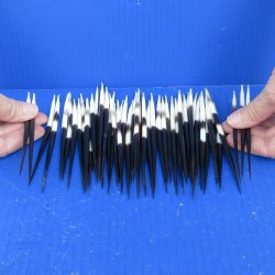 Fifty Thick African Porcupine Quills 5" to 6"
