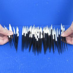 Fifty Thick African Porcupine Quills 5" to 6"