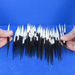 Fifty Thick African Porcupine Quills 5" to 6"