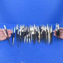 Fifty B-Grade Semi-Cleaned Thick African Porcupine Quills 5" to 6" 