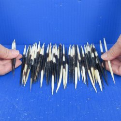 Fifty B-Grade Semi-Cleaned Thick African Porcupine Quills 5" to 6" 