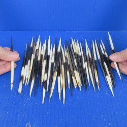 Fifty B-Grade Semi-Cleaned Thick African Porcupine Quills 5" to 6" 