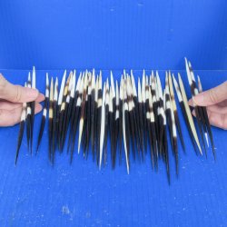 Fifty Thick African Porcupine Quills 6" to 8"