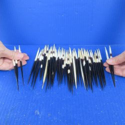 Fifty Thick African Porcupine Quills 6" to 7"